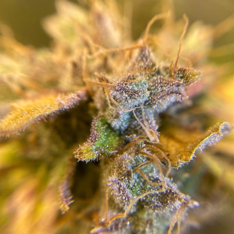 Spotless Mind growlog timeline photo