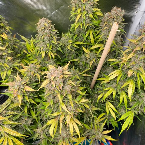 Spotless Mind growlog timeline photo