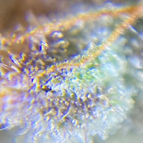 Spotless Mind growlog timeline photo