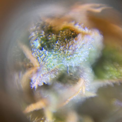 Spotless Mind growlog timeline photo