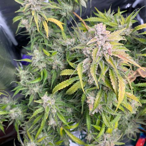 ManBearAlienPig growlog timeline photo