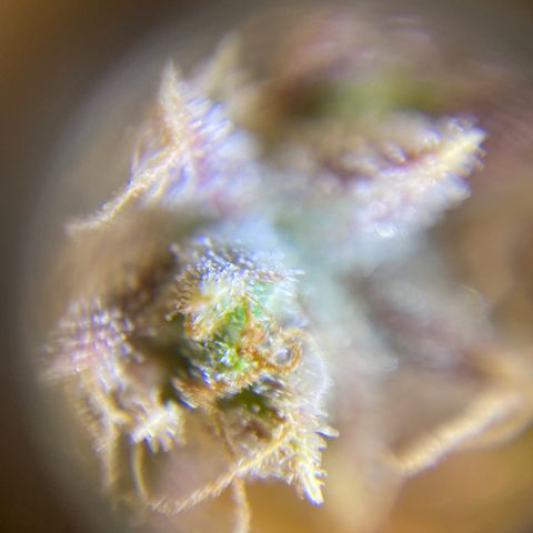 ManBearAlienPig growlog timeline photo