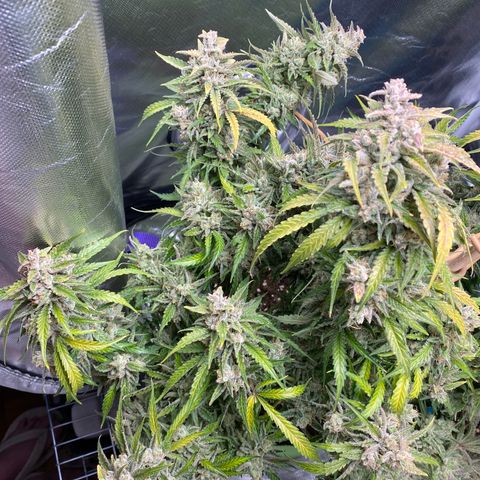 ManBearAlienPig growlog timeline photo