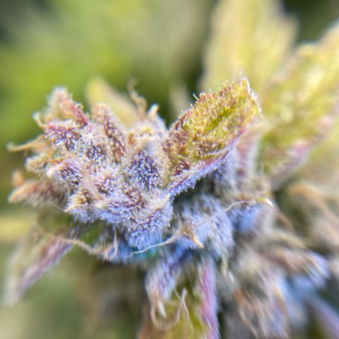 ManBearAlienPig growlog timeline photo