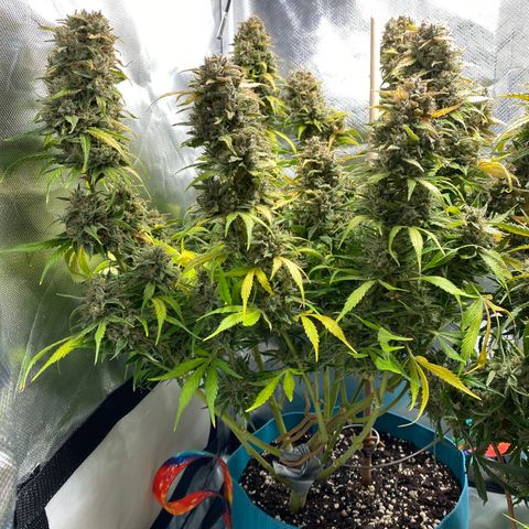 Spotless Mind growlog timeline photo