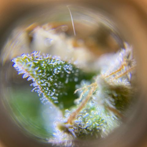 Spotless Mind growlog timeline photo
