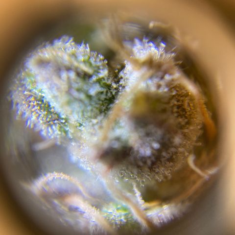 Spotless Mind growlog timeline photo