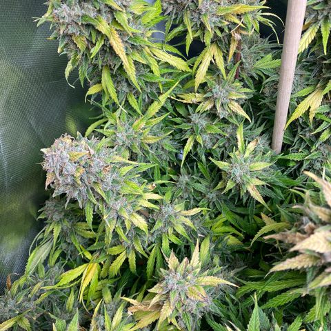 Spotless Mind growlog timeline photo