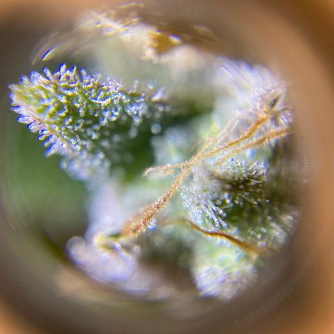 Spotless Mind growlog timeline photo