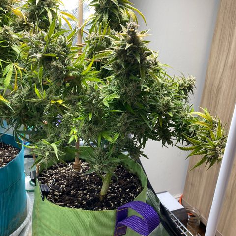 ManBearAlienPig growlog timeline photo