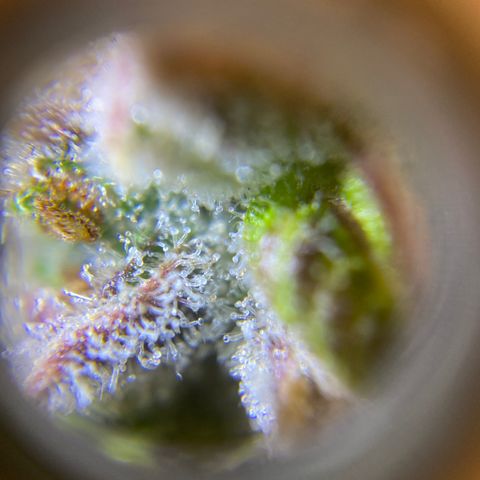 ManBearAlienPig growlog timeline photo