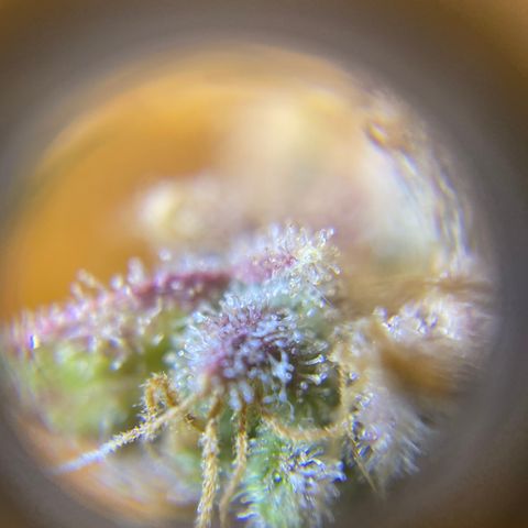 ManBearAlienPig growlog timeline photo