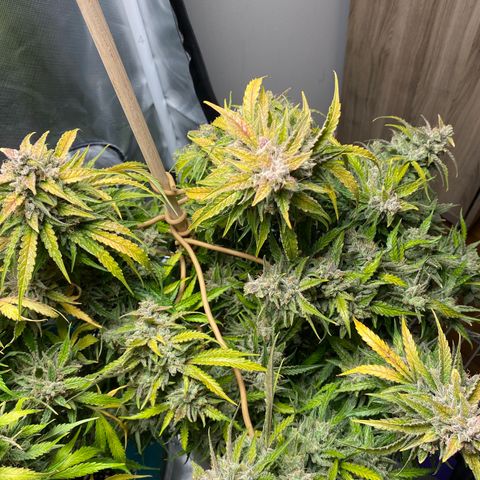 ManBearAlienPig growlog timeline photo