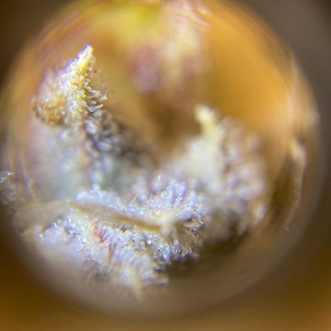 ManBearAlienPig growlog timeline photo