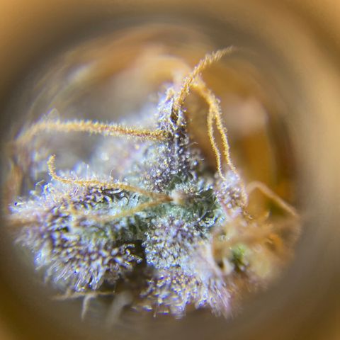 Spotless Mind growlog timeline photo