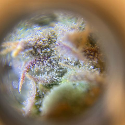 Spotless Mind growlog timeline photo