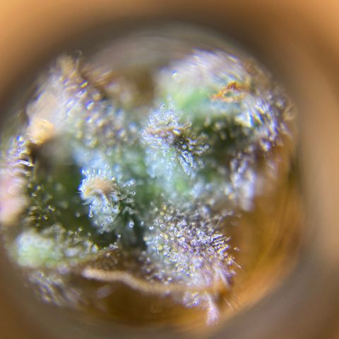 Spotless Mind growlog timeline photo