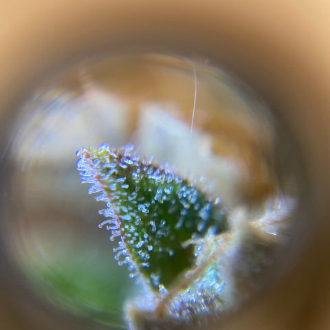 Spotless Mind growlog timeline photo