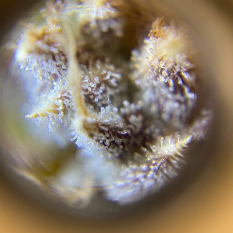 ManBearAlienPig growlog timeline photo