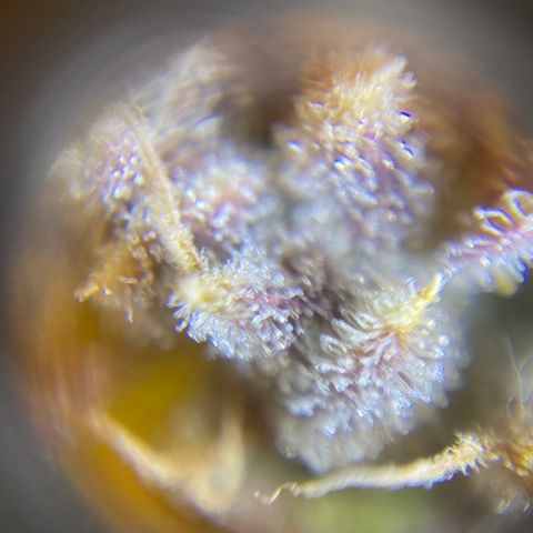 ManBearAlienPig growlog timeline photo