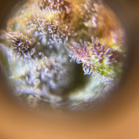 ManBearAlienPig growlog timeline photo
