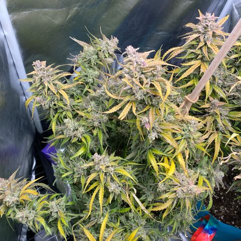 ManBearAlienPig growlog timeline photo