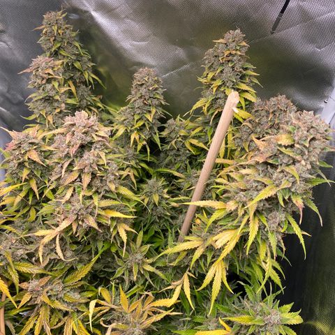 Spotless Mind growlog timeline photo
