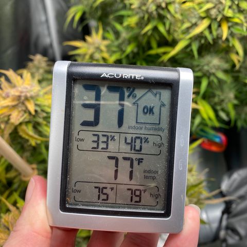 ManBearAlienPig growlog timeline photo