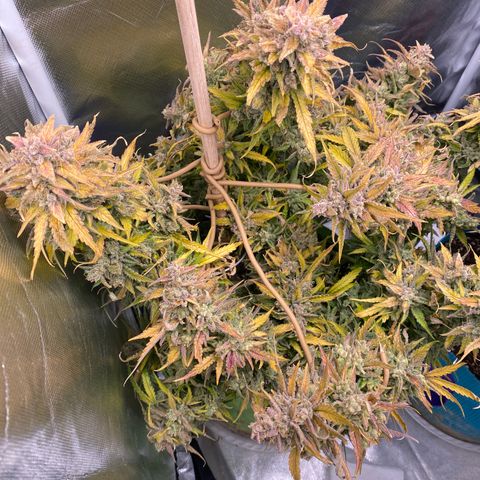 ManBearAlienPig growlog timeline photo