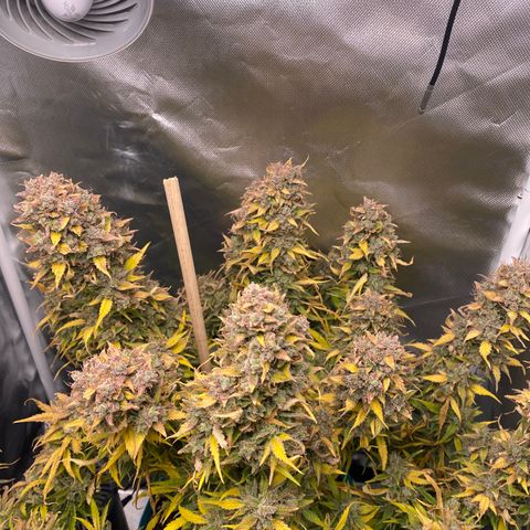 Spotless Mind growlog timeline photo