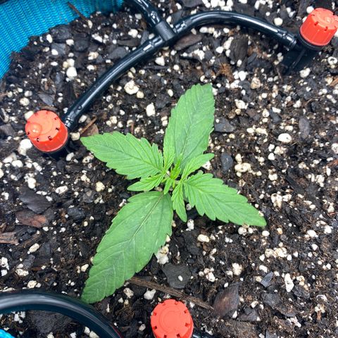 Blue Cheese Auto growlog timeline photo