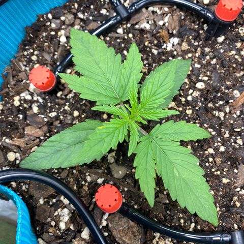 Blue Cheese Auto growlog timeline photo
