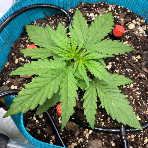 Blue Cheese Auto growlog timeline photo