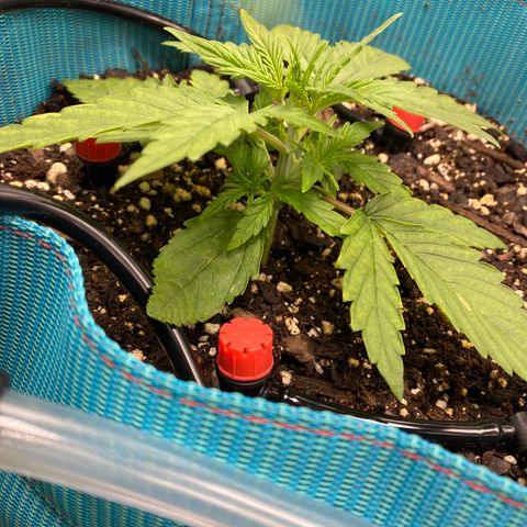 Blue Cheese Auto growlog timeline photo