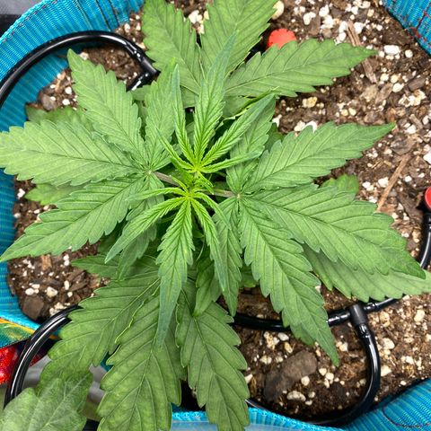 Blue Cheese Auto growlog timeline photo