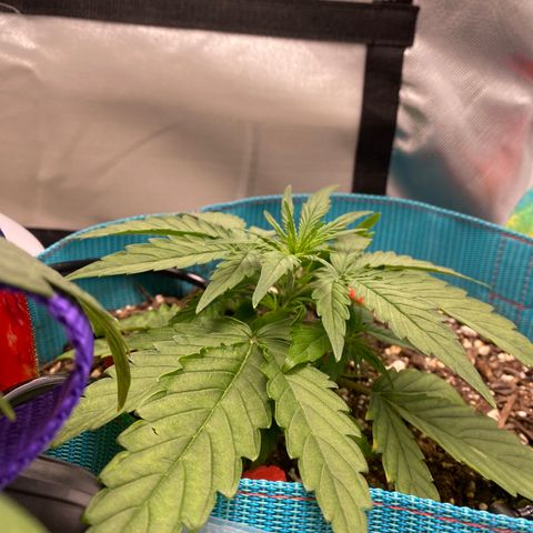 Blue Cheese Auto growlog timeline photo