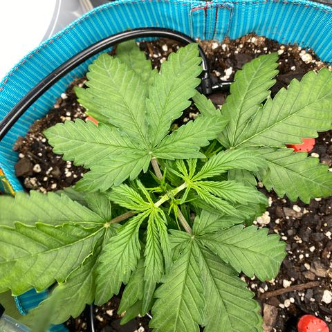 Blue Cheese Auto growlog timeline photo