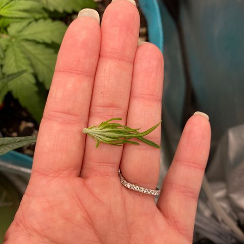 Blue Cheese Auto growlog timeline photo