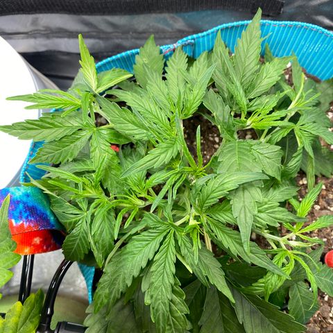 Blue Cheese Auto growlog timeline photo