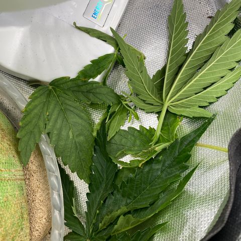 Blue Cheese Auto growlog timeline photo