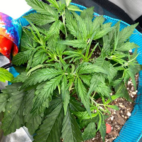 Blue Cheese Auto growlog timeline photo