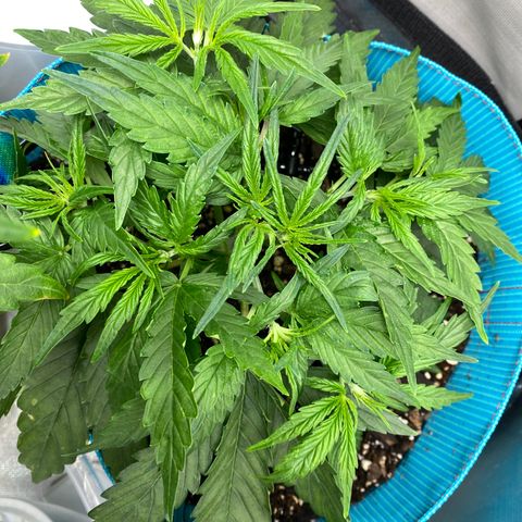 Blue Cheese Auto growlog timeline photo