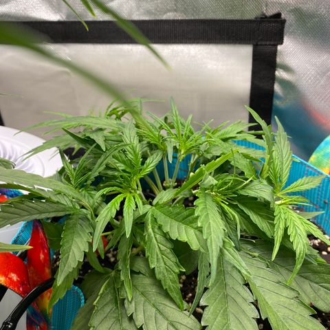 Blue Cheese Auto growlog timeline photo