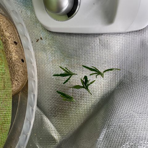 Blue Cheese Auto growlog timeline photo