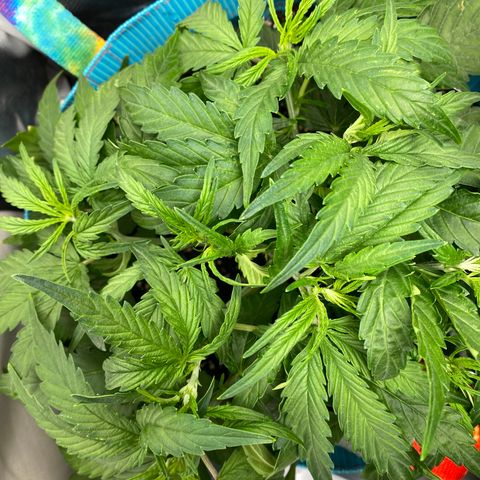Blue Cheese Auto growlog timeline photo