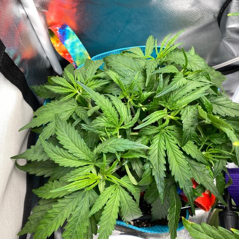 Blue Cheese Auto growlog timeline photo