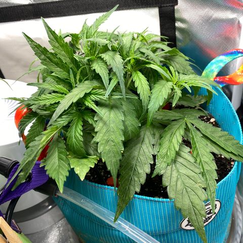 Blue Cheese Auto growlog timeline photo