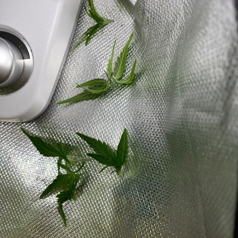 Blue Cheese Auto growlog timeline photo