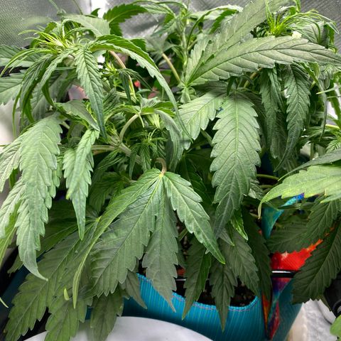 Blue Cheese Auto growlog timeline photo