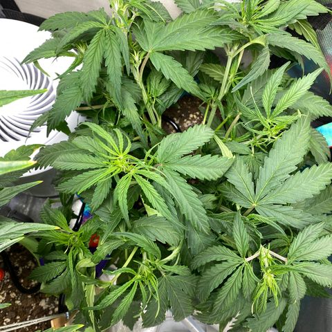 Blue Cheese Auto growlog timeline photo